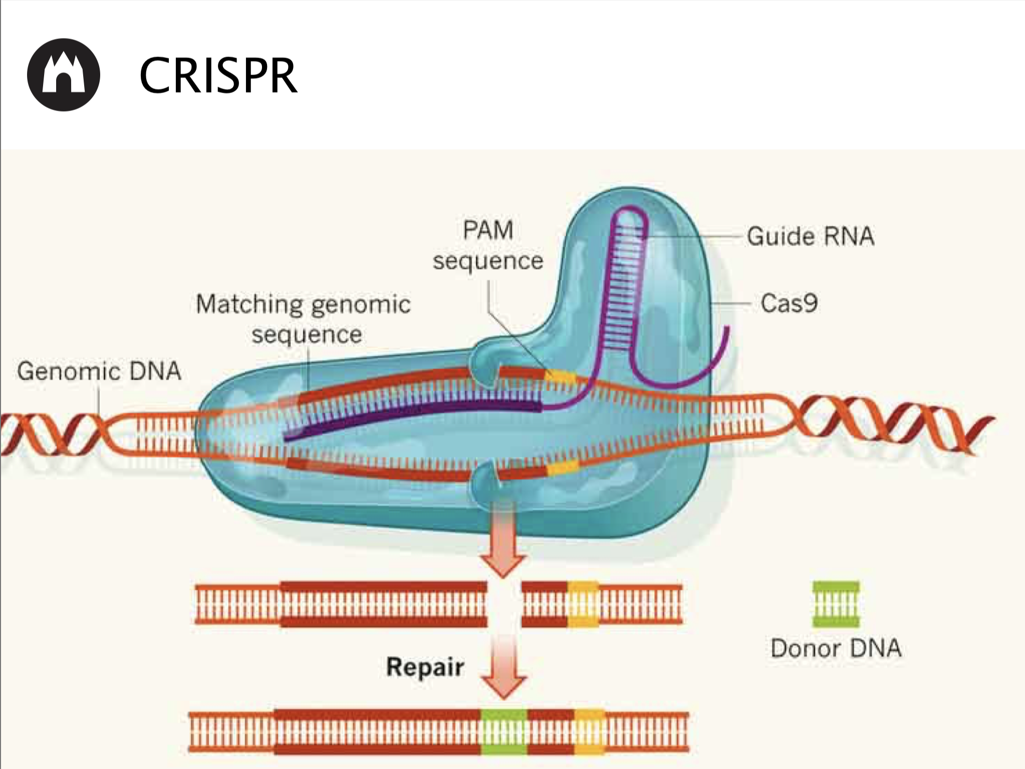 Image of CRISPR