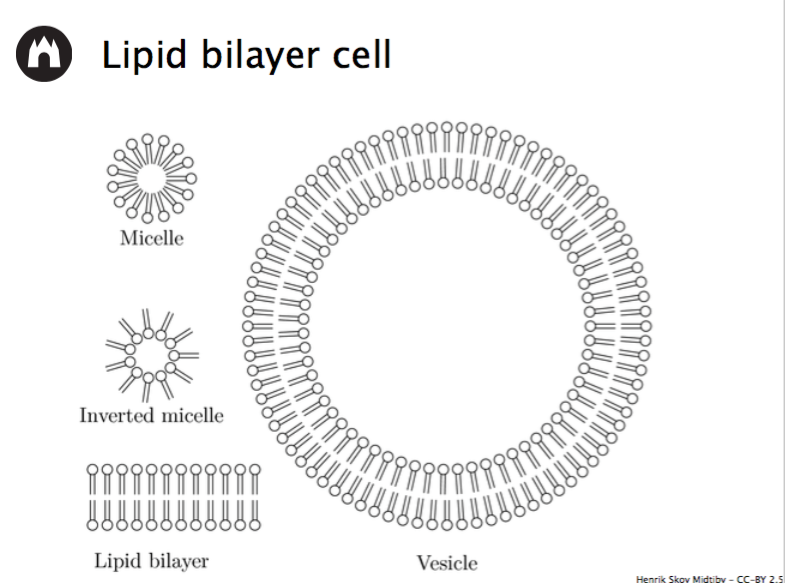 Lipid-Bilayer-Cell
